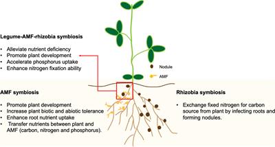 The Impacts of Domestication and Agricultural Practices on Legume Nutrient Acquisition Through Symbiosis With Rhizobia and Arbuscular Mycorrhizal Fungi